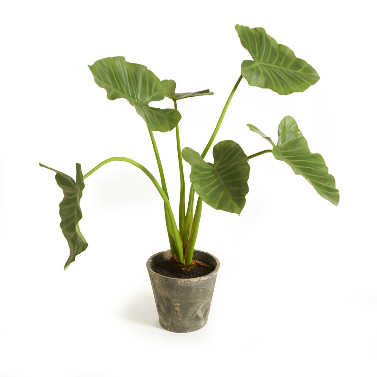 Primrue 42" Artificial Elephant Ear Plant in Pot Wayfair